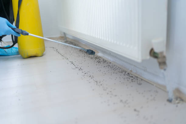 Best Rat Extermination Near Me  in Highgrove, CA